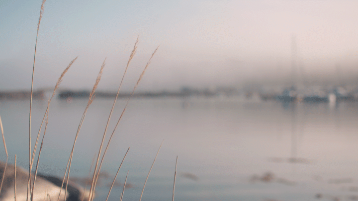 Waving_reeds_cinemagraph.gif