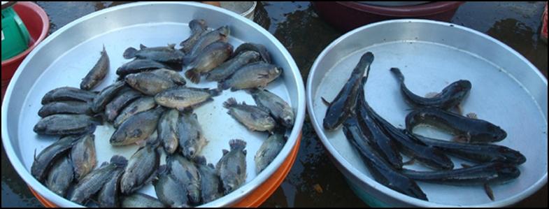 Bat ca dong bang song cuu long