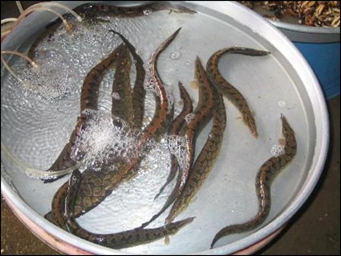 Bat ca dong bang song cuu long